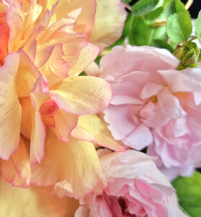 Love for Roses & Peonies🌸🌼🤍
Peace & Happiness to all of you☀️
.
#angelasimonini #art #painter #artandroses #loveroses #loveforroses #lovepeonies #peonies #peony #garden #roses #rose #pink #pinkroses #yellow #yellowpeonies #oldroses #beautyofroses #beauty #vintageroses