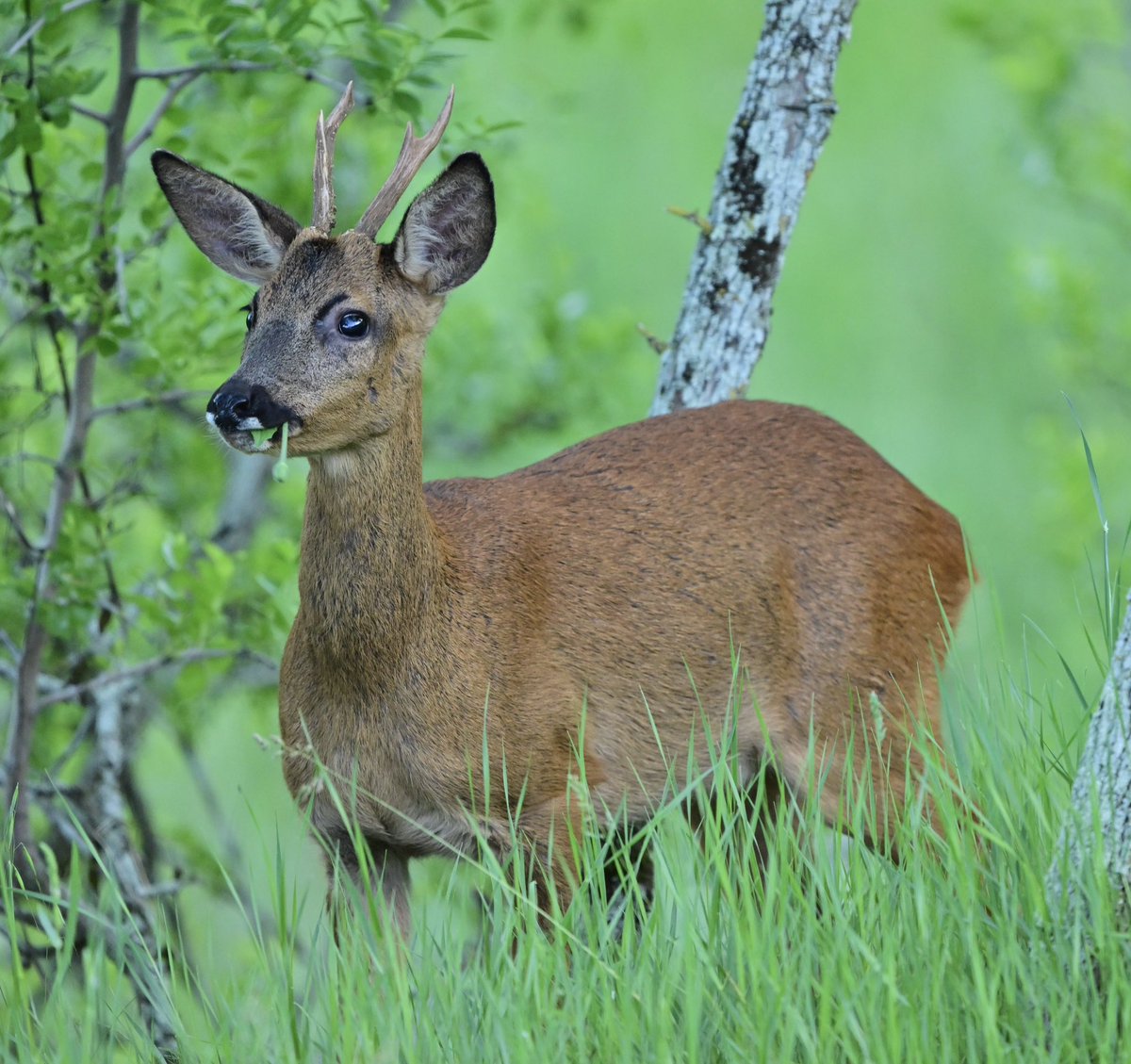 Cabirol (Capreolus capreolus). 
#capreoluscapreolus #capreolus_capreolus #cabirol #roedeer #roe_deer #corzo
20240518 Sant Gregori.