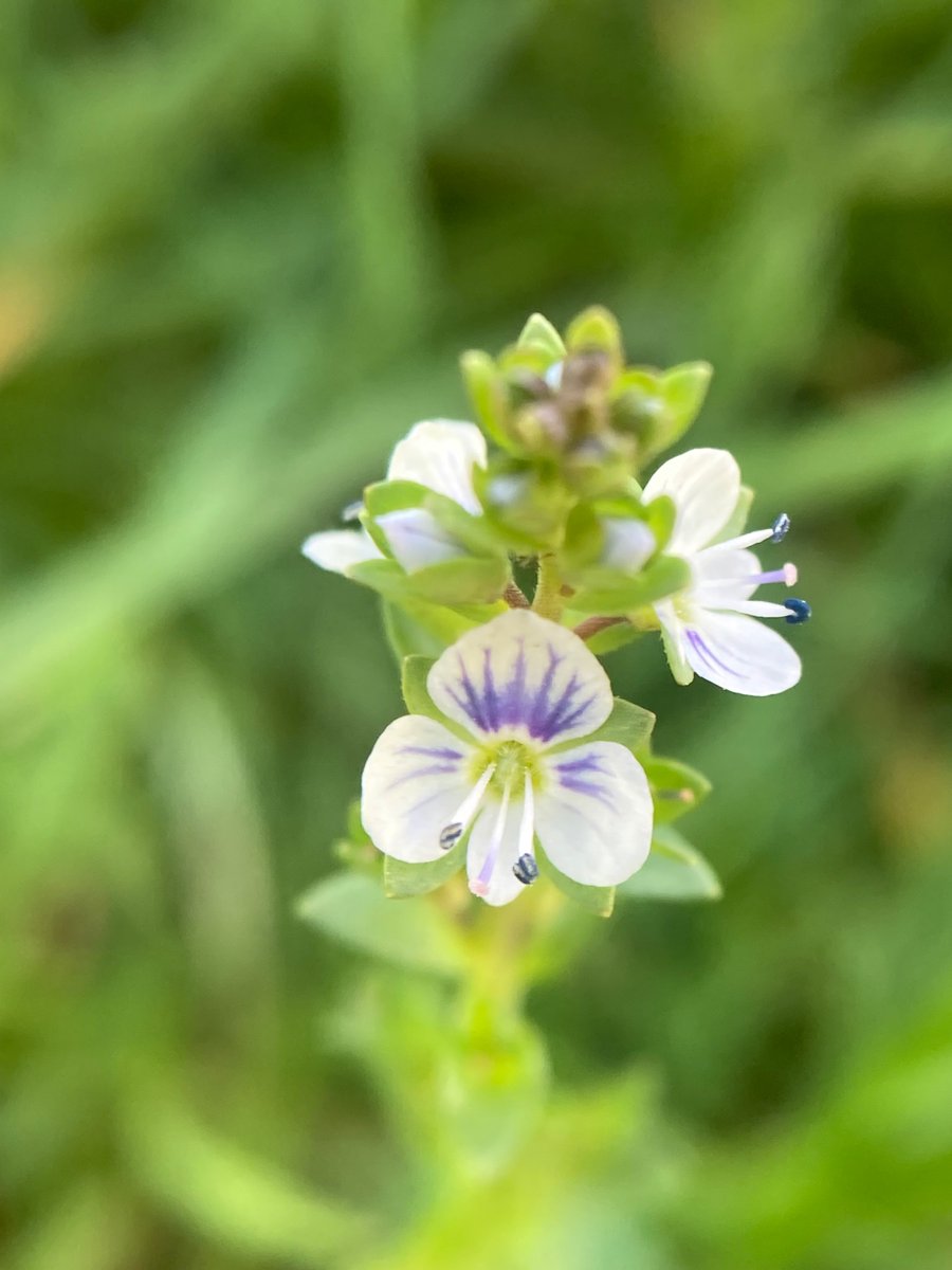 Of Dragons and DIY punkers @BDSdragonflies @Dorsetdragonfly @OdonataAmericas @NatureLark @botany_beck @Wildwood_photos @ukorchids @RoyEntSoc @ArleyHall @dolly_and_dj @janethegardener