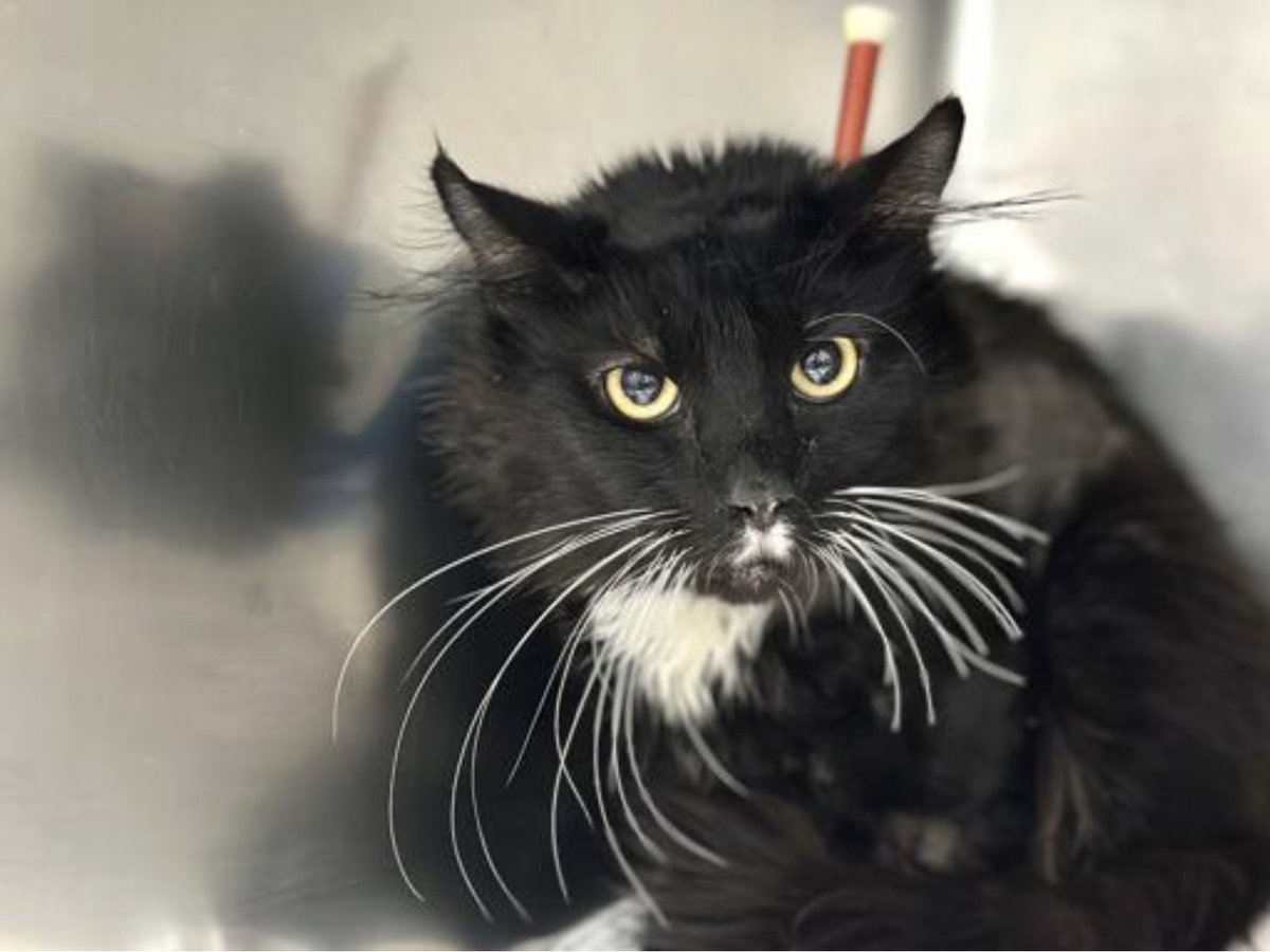 🆘🆘 for SUNNY 2 yo in Manhattan ACC 🆘🆘 Only 74 usd for poor Sunny won't be sufficient to save him 😿💔🆘🆘 Urgent cat - 🚨 Medical Priority 🚨🏥 🆘 🏥 This poor stray moreover very scared has a pneumothorax + non-symphyseal jaw 🔥🔥 He's laying down in back of kennel and