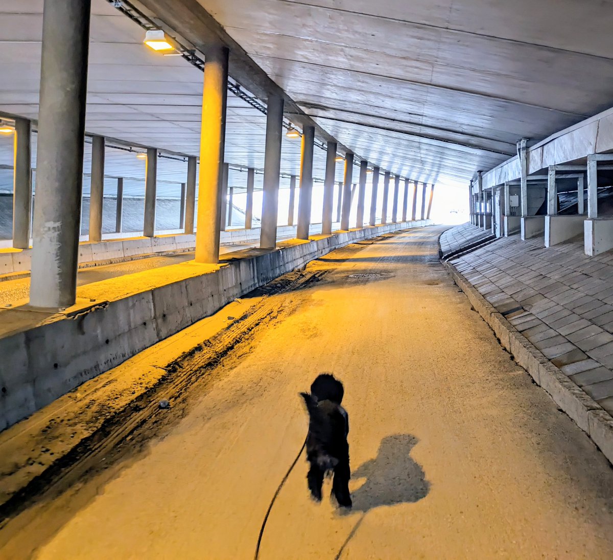 🏃 #Running with my dog. #Tromsø #Norway #AustralianCobberdog