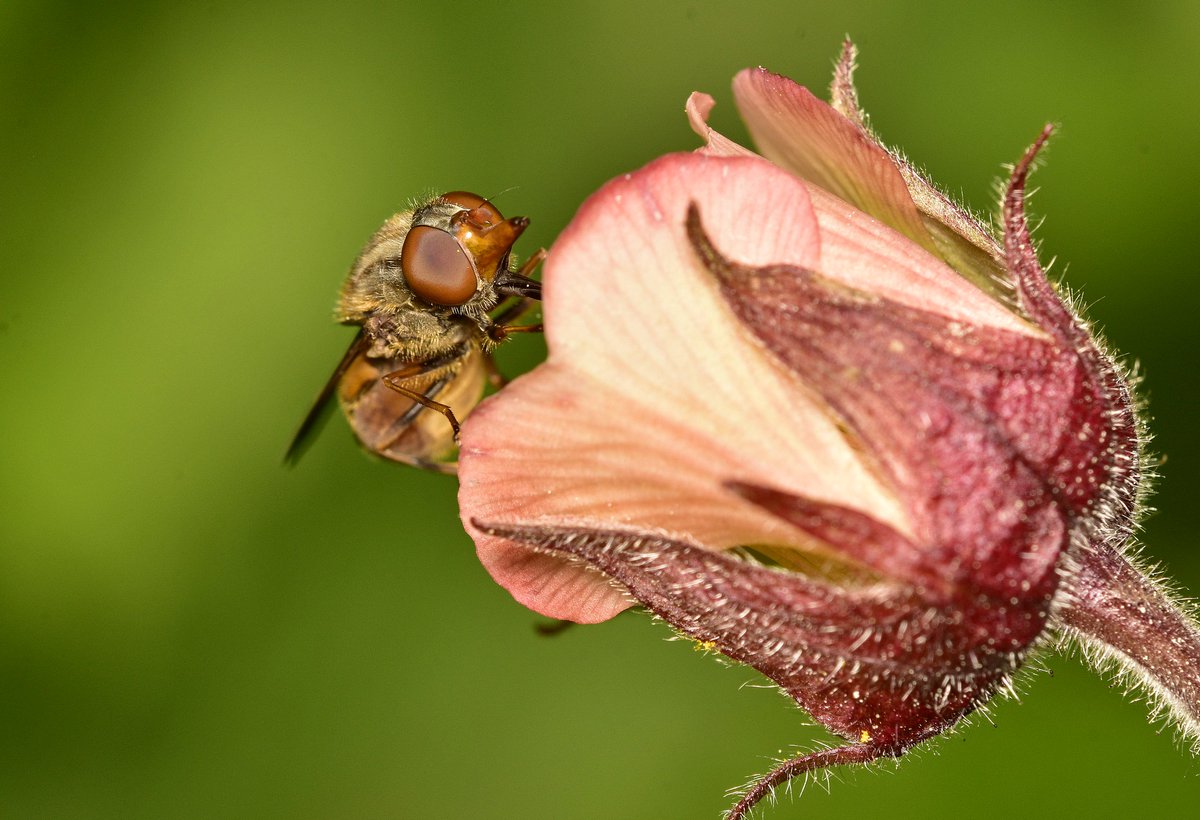 Snout fly (Rhingia campestris) aka Heineken fly (as it reaches the parts of the flower other flies cannot reach). Seen this evening on the flowers of Water Avens at Leadburn Community Woodland. #Diptera