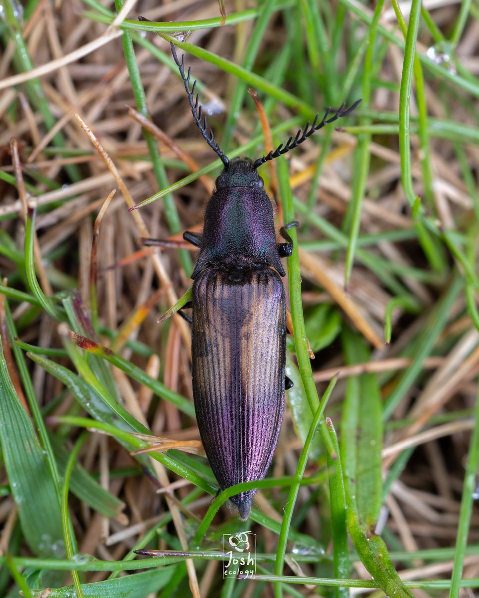 Really incredible day up Binevenagh today. Among cuckoo, the alpine plants like Moss Campion, Mountain Aven & Purple Saxifrage (through bins), got some invertebrates too. Both common and widespread, but impressive to see - the click beetle Ctenicera cuprea and the Puss Moth