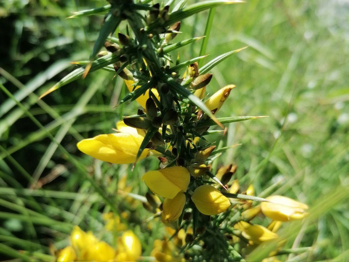 Consegui registar as minhas contribuições para o #ivbioblitzfloraportugal mesmo no final do fim-de-semana. Um pequeno🧵da flora da Serra da Boa Viagem