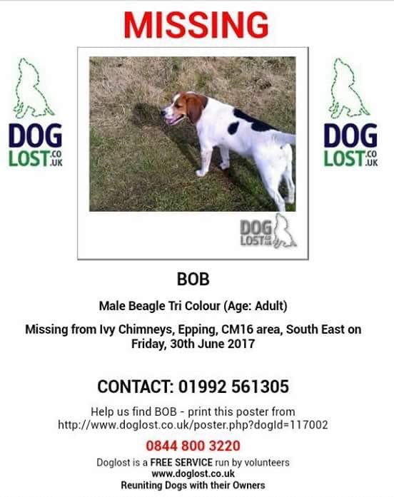 Please RT #stolendoghour Bob the beagle is still missing. Missing for nearly 7 years now 💔😢 He went missing on a walk on 30th June 2017 from #Epping #CM16 area. Have you seen him? #bobthebeagle #dogs #missingdog