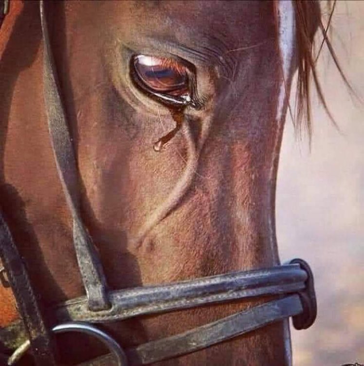 WorldOfTheAnim1's tweet image. ✍️ضرب الله تعالى لنا مثلًا عظيمًا في سورة العاديات، يجعلنا نستحي منه، فيه أقسم بالعاديات وهي الخيول..
لكن لم يُقسم الله بها وهي واقفة، بل نعتها بصفة الضبح..
الضبح هو صوت أنفاس الخيول عندما يحترق صدرها من شدة الركض،
فقال تعالى«وَالْعَادِيَاتِ ضَبْحًا».
وبصفة أخرى فقال…