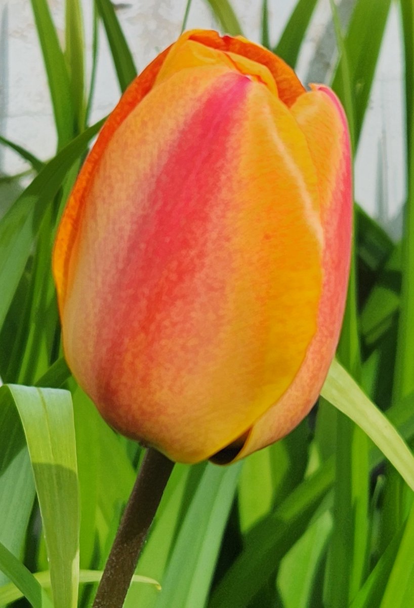 WeirErnie's tweet photo. #AlphabetChallenge #WeekT T is for Tulip https://t.co/LFbg9bohfN