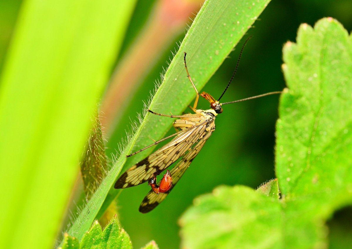 A male Scorpion fly (Panorpa sp) seen this evening at Leadburn Community Woodland. #ScorpionFlies #Mecoptera