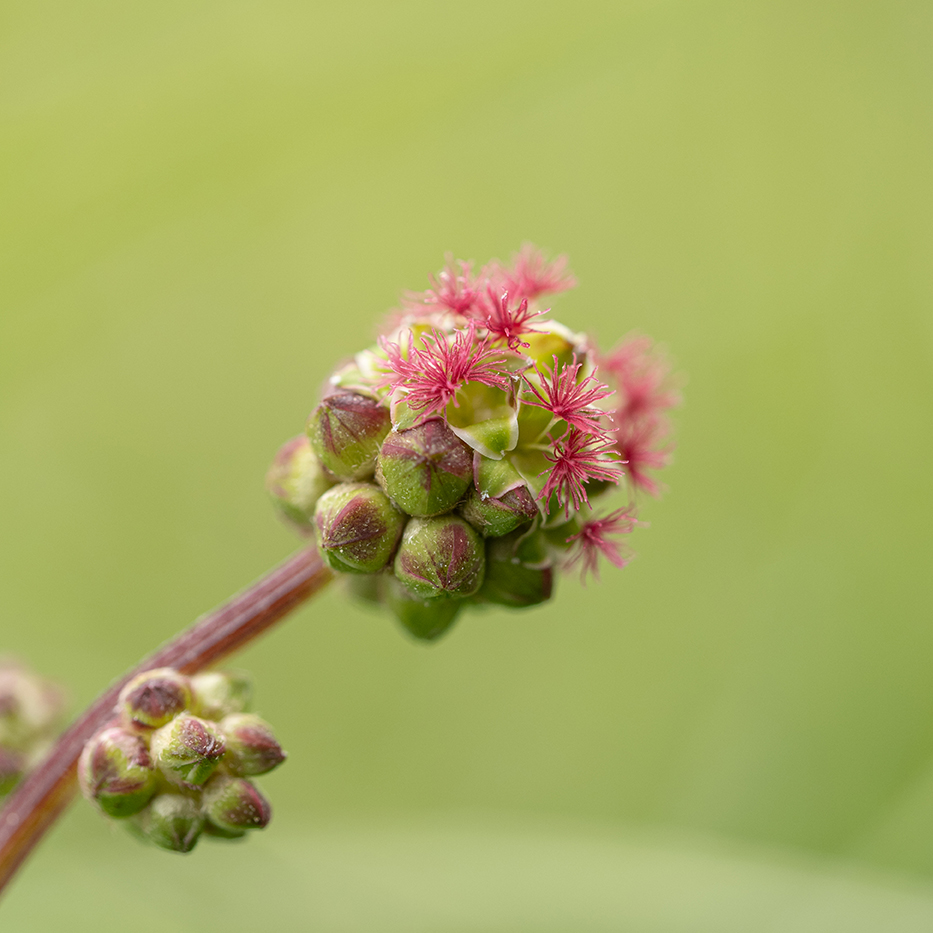 Male & Female Salad Burnet, Sanguisorba minor. #wildflowerhour