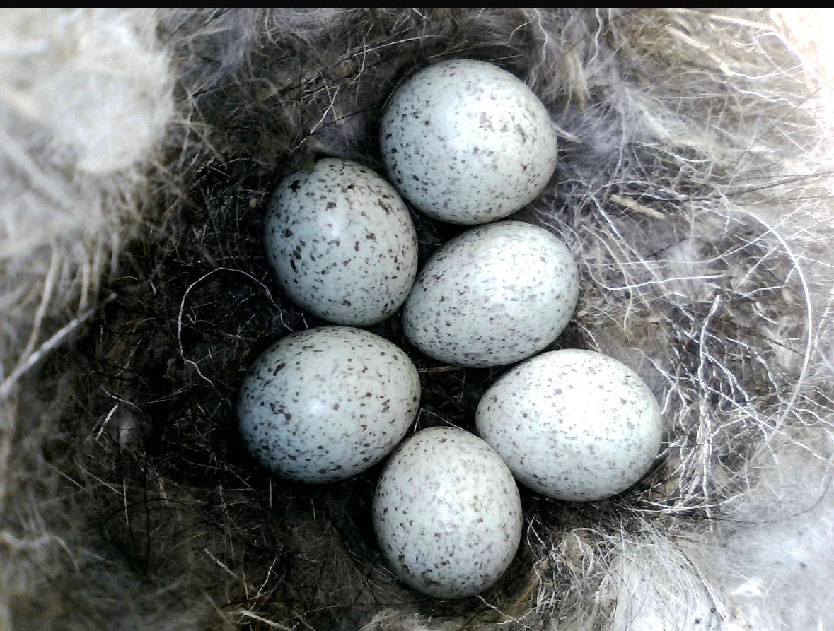 Pied Wagtail nest recorded yesterday with @NestingUpNorth