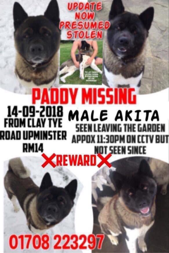 #StolenDogHour 

PADDY Male #Akita black with white legs and markings 
Missing from garden 14/9/18 
#Upminster #RM14 
Spotted on #CCTV leaving the garden but then NOTHING 
LURED OUT OF GARDEN? 
#Theftbyfinding ? 

doglost.co.uk/dog-blog.php?d…

@JacquiSaid @ok32650586 @alid2912 @bs2510