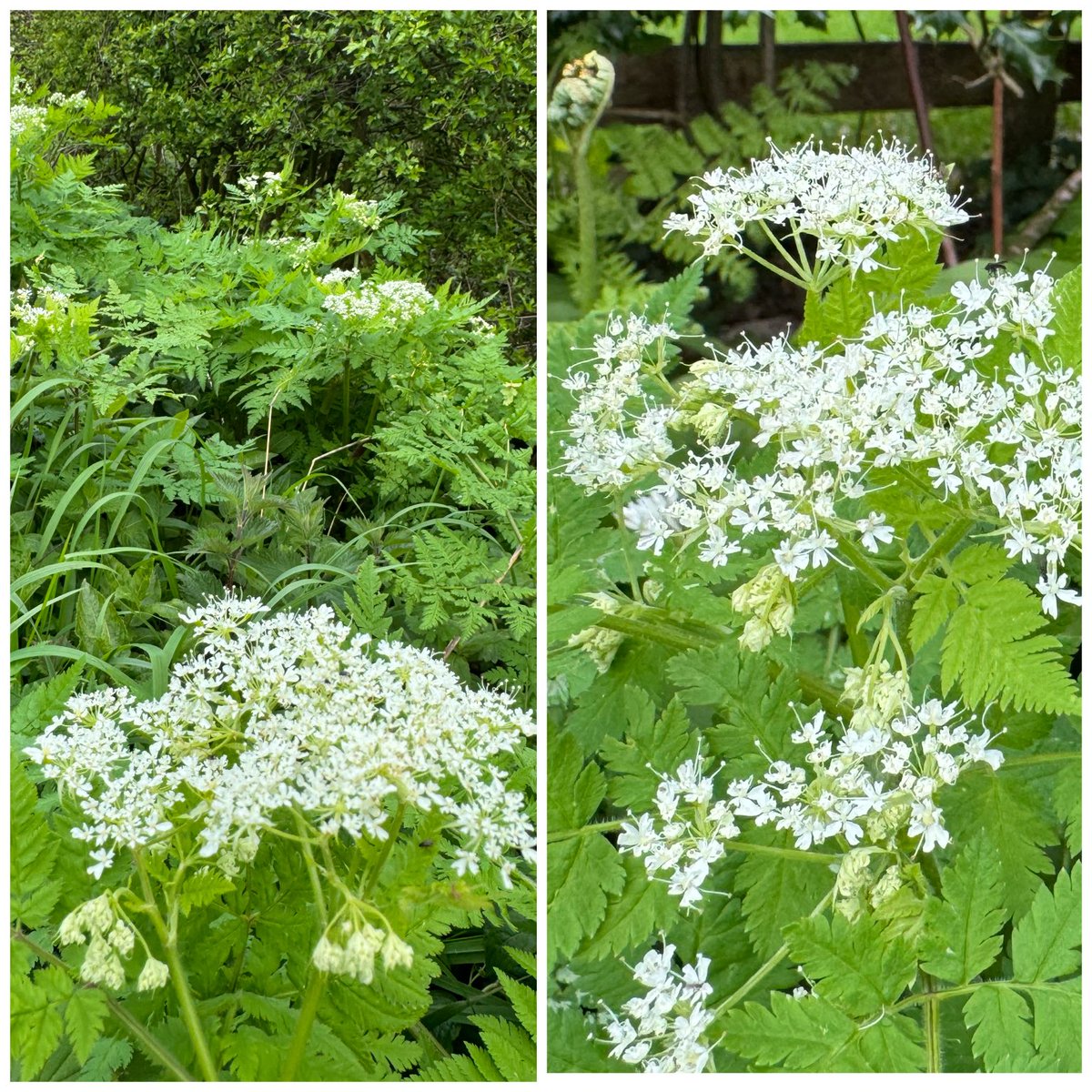 Sweet Cicely (Myrrhis odorata) #carrotsandpeas #lancashire #wildflowerhour @bsbibotany