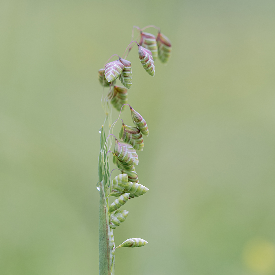 Quaking Grass, Briza media #wildflowerhour