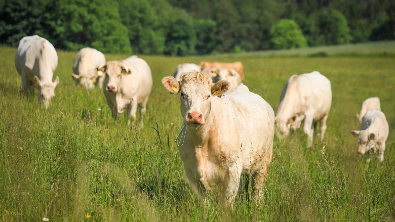 New #funding aims to protect #livestock health: Eighty-one new projects work to increase the nation's ability to rapidly respond to and control animal #disease outbreaks. #AnimalHealth #AnimalDisease brnw.ch/21wJVSJ
