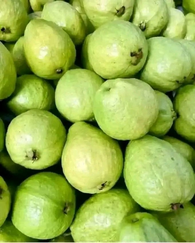 Guavas🍈 of nowadays are fake.✋🏽 Kids can eat 10 guavas🍈🍈 and come out of the toilet🚽 like nothing happened. 🥺
