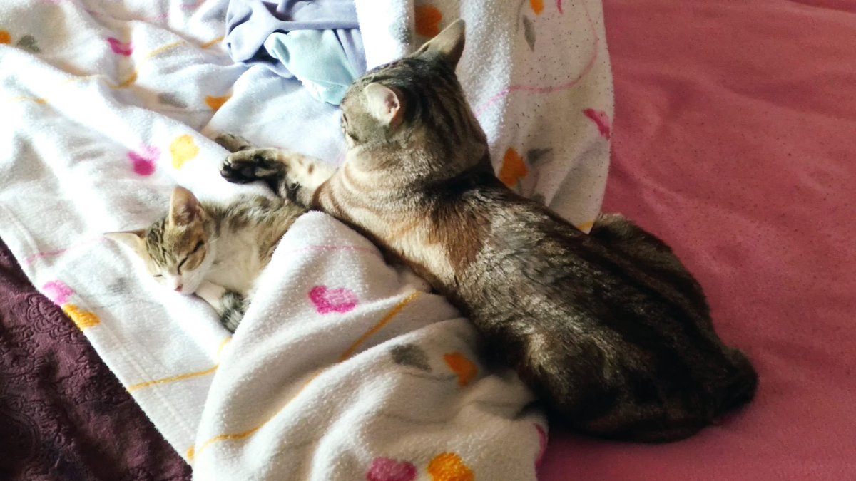 Más feliz que una perdiz!! En su nueva casita con su nuevo hermanito💗