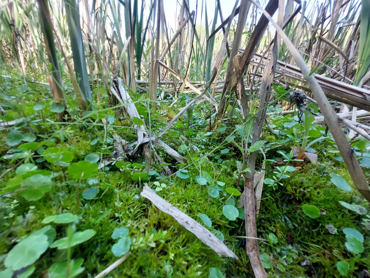 Star-headed Liverwort (Marchantia polymorpha subsp. polymorpha) recorded today, growing as part of a neat 'understory' community in a reedbed in the Mersey Valley. A plant of semi-/natural, aquatic habitats, and not so common as subsp. ruderalis, so was nice to see.