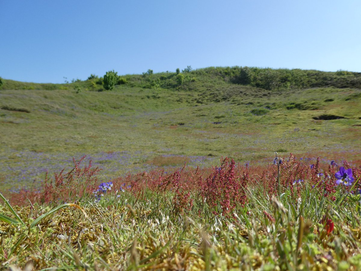 Sorrel, Pansies and Bluebells making for an unearthly landscape at Murlough Co. Down. #wildflowerhour