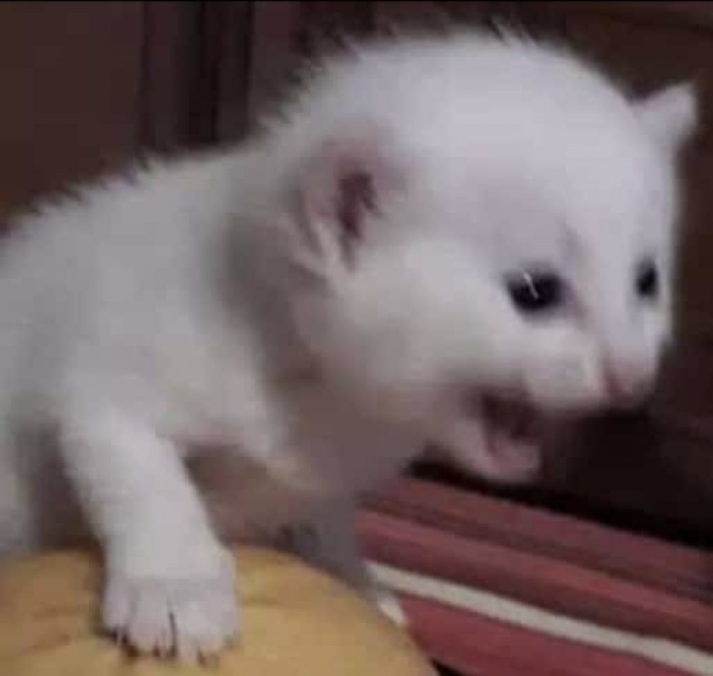 Happy Thursday!! Fur babies may not ask for money .but they su, image size:1024x970