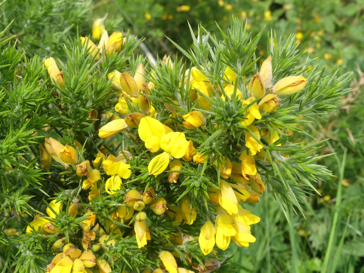 Some yellow peas: Bird's Foot Trefoil, Horseshoe Vetch, Gorse and, I think, Lesser Trefoil (the tiny yellow peas always confuse me at the start of the season). Seen this afternoon  near Plumpton, East Sussex #wildflowerhour #carrotsandpeas