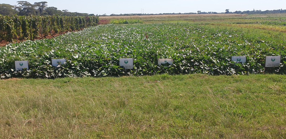 It was my first time to see a Museum of orphanef crops we found during our vist as Communicators discussing at AFR100 Seminars in Lusaka ,Zambia. Wonderful activities being done by the Private Research Institute <a href="/MAAIF_Uganda/">MAAIF 🇺🇬</a> <a href="/Afr100_Official/">AFR100 Initiative</a> <a href="/NEPAD_Agency/">AUDA-NEPAD</a> <a href="/narouganda/">NARO Uganda</a>
