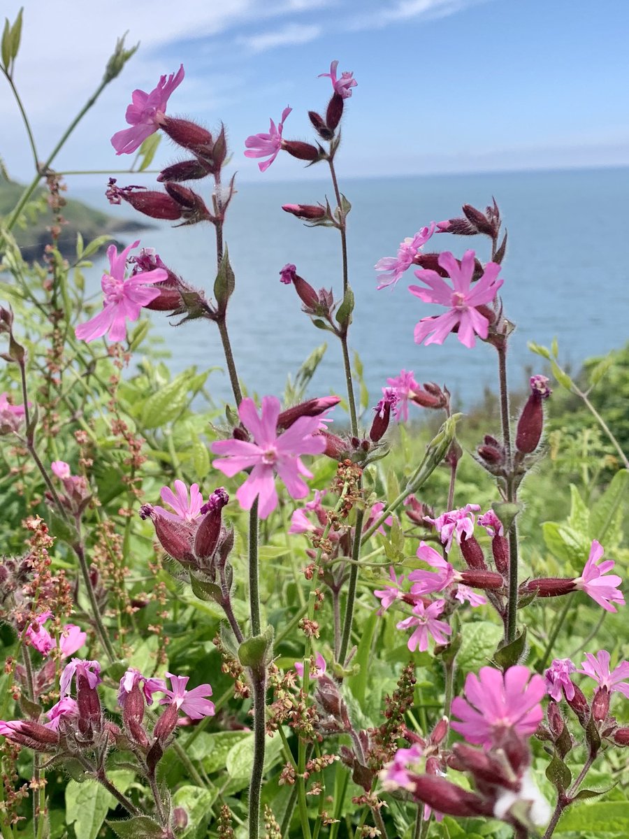 For #wildflowerhour – in Cornwall and I’ve never seen so much Red Campion, mile upon mile along every country lane. Also just above St. Catherine’s Castle, Fowey, with Sea Thrift bedded into the 16th century walls.