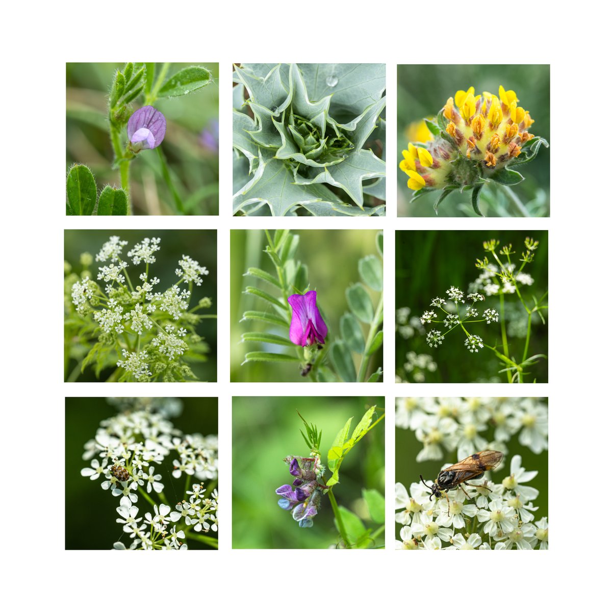 A rather random portion of #carrotsandpeas from my travels this week... the top row from the Sefton Coast, the remainder from around Peterborough Names in ALT @wildflower_hour @BSBIbotany #wildflowerhour