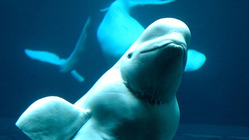 Action for Earth (@actionforearth) on Twitter photo Action for Belugas in Alaska who are being killed by toxic waste dumping. act.defenders.org/page/20219/act… <a href="/Defenders/">Defenders of Wildlife</a> Action for Belugas in Alaska who are being killed by toxic waste dumping. act.defenders.org/page/20219/act… <a href="/Defenders/">Defenders of Wildlife</a>