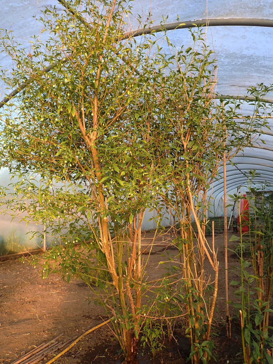 10 year old Flexuosums in the evening sunshine🇧🇷🌶️🙂