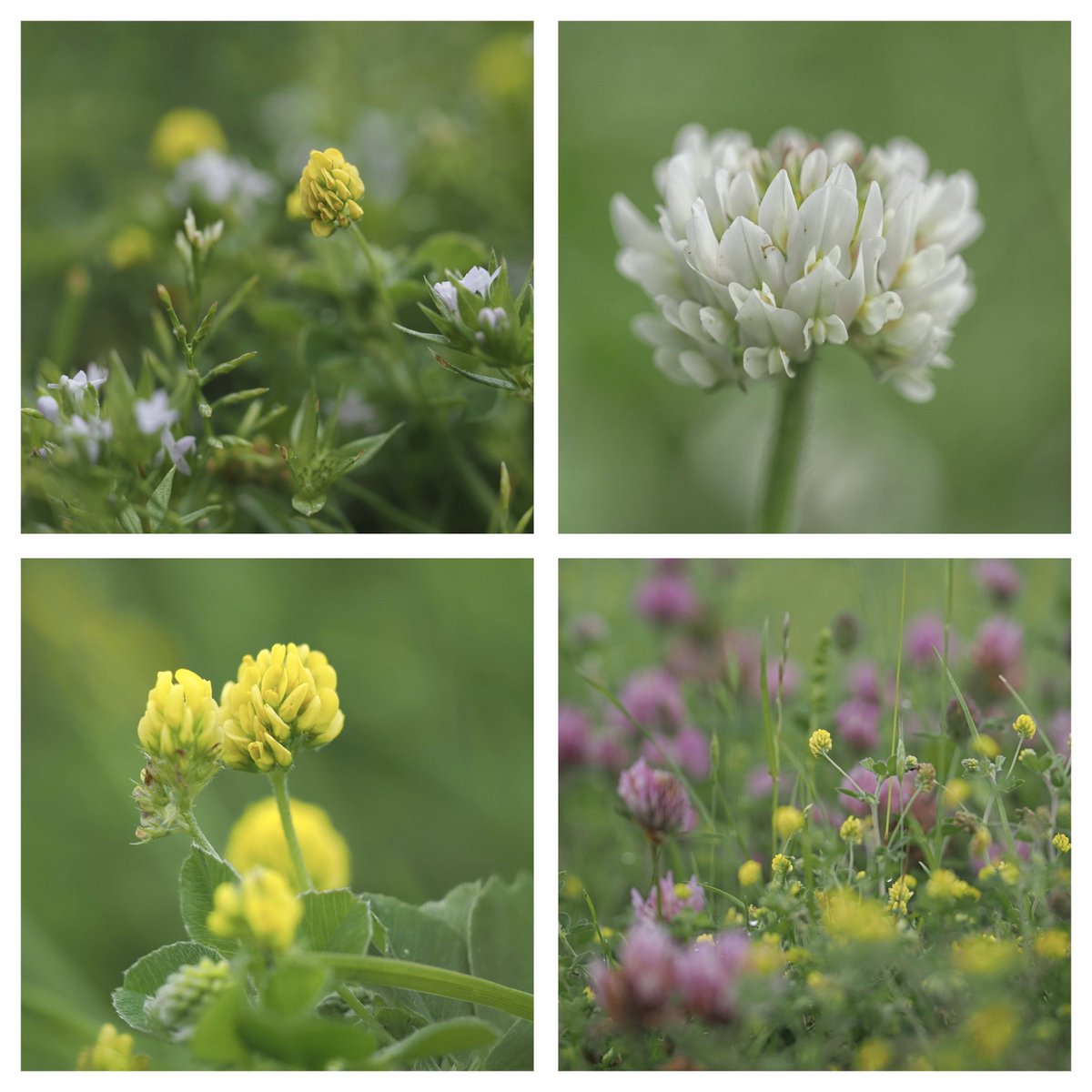 For some reason I forgot about the carrots, so it’s peas only! Black medick, White and Red clover. #carrotsandpeas #WildflowerHour