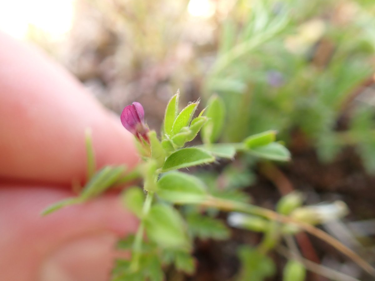 Also, didn't realise #carrotsandpeas were the theme for #wildflowerhour so I'll make another entry with spring vetch (Vicia lathyroides). Such a tiny thing. Apologies for the poor photos!