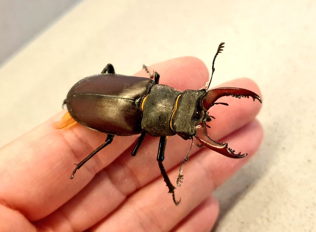 First stag beetle of the year in #wildputney #insects #coleoptera @PTES