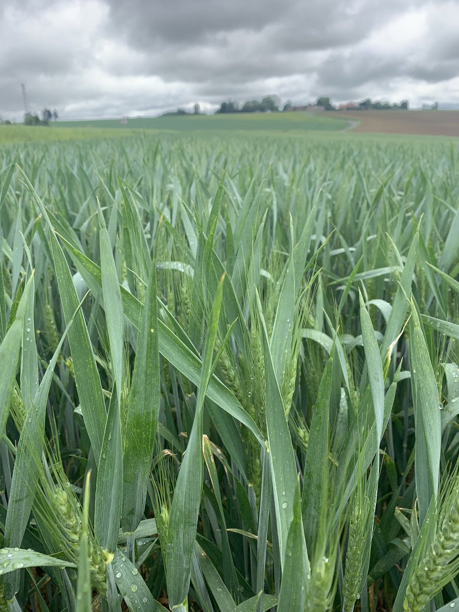 bertelletheoph1's tweet image. Les #Complice @OlivierCOSTE2 galopent dans l’Est🚀
Talonnés par les #Chevignon 🌾
même date de semis. 
Une épiaison sous l’eau… 

Fin de mousson 🌧️ / début moisson 🌾 ?