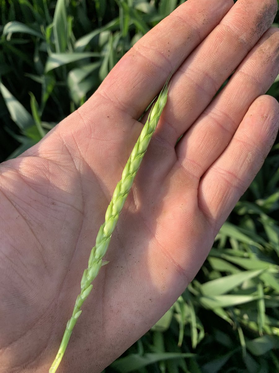 bertelletheoph1's tweet image. Les #Complice @OlivierCOSTE2 galopent dans l’Est🚀
Talonnés par les #Chevignon 🌾
même date de semis. 
Une épiaison sous l’eau… 

Fin de mousson 🌧️ / début moisson 🌾 ?