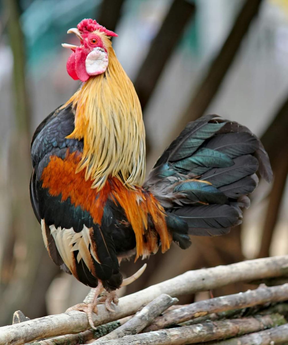 Did you know? The average rooster’s crow is around 130 decibels, almost as noisy as a jet engine at takeoff! 🐾
