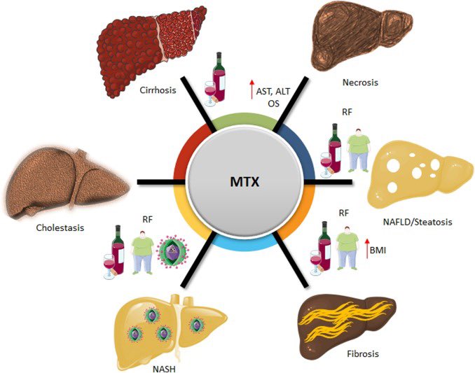 💊Chronic Low-dose #Methotrexate: Risk Factors of #Hepatotoxicity During Therapy

📌Hepatotoxin exposure e.g #Alcohol, #NSAIDs, #DMARDs, #Retinoids & other #hepatotoxic medications

📌Daily rather than intermittent dosing

📌Lack of supplementation with #Folic_acid or #Leucovorin