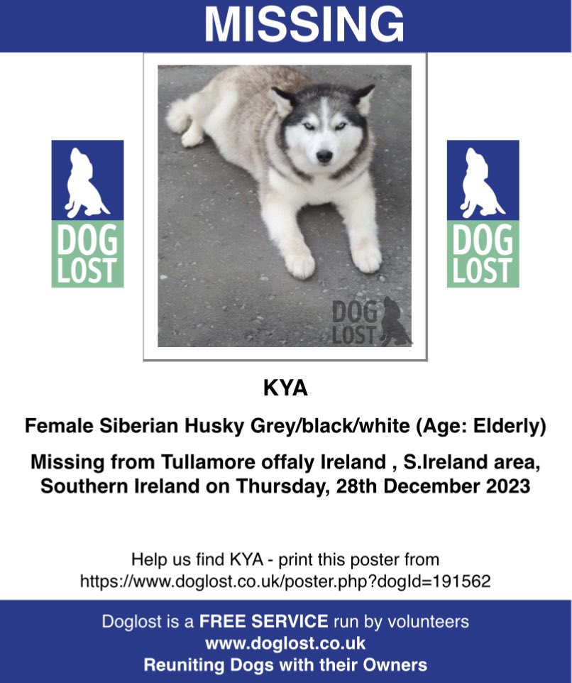#StolenDogHour HAS ANYONE SEEN/PICKED UP THIS ELDERLY LADY ⬇️ female #SiberianHusky grey/black/white #Tullamore #Offaly SOUTHERN IRELAND MISSING SINCE 28/12/23 Chipped & spayed doglost.co.uk/dog-blog.php?d… @MissingStolen @MissingDogsIrl @Michellecstitch @muddypawscrime @bs2510