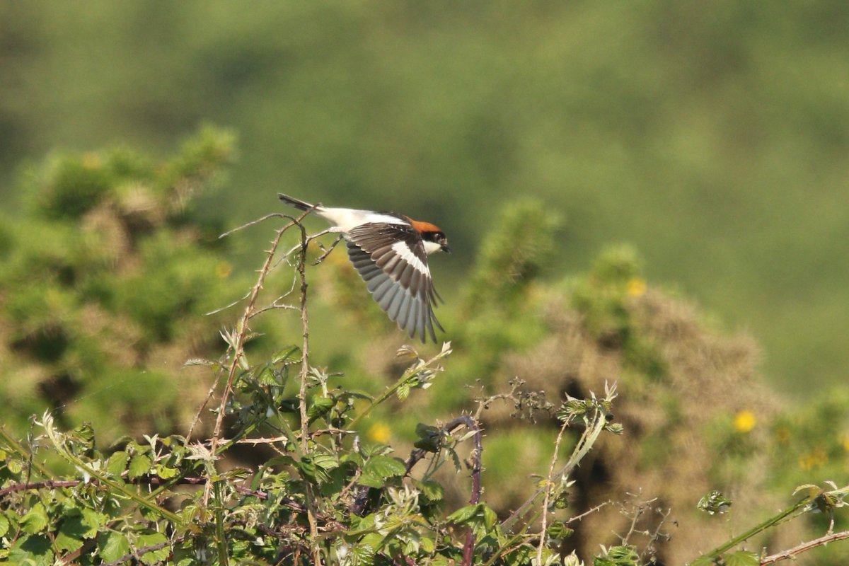 A viewable woodchat shrike has long been on my wanted list and one finally turned up at Dungeness RSPB (very near our home) Nicky and I hurried over and sure enough the bird was still there . one VERY VERY CHUFFED pair of birders a few hours later