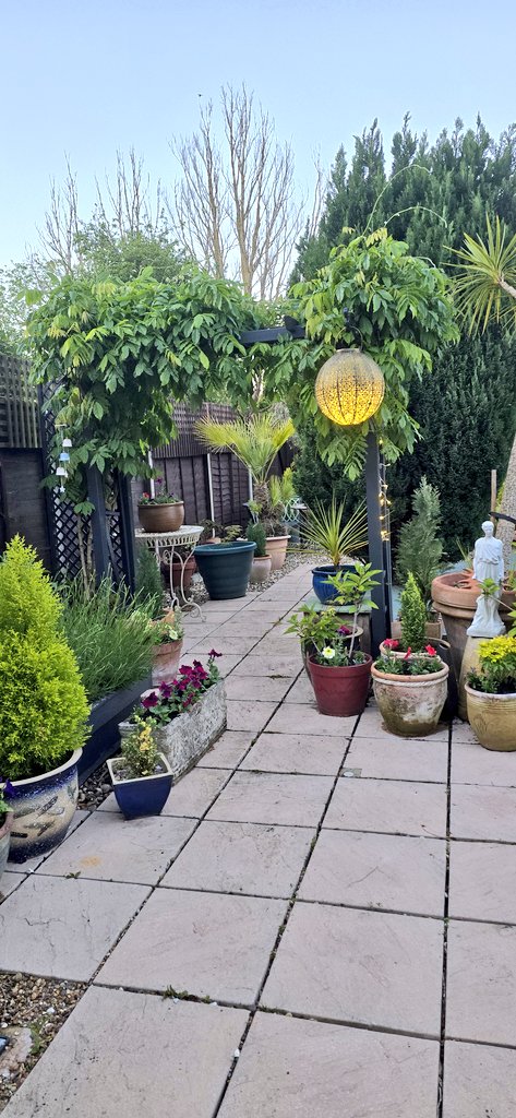 werelostinmusi6's tweet image. My 🌸🌼🌹🏵🌻🌷🥀#gardensoftwitter