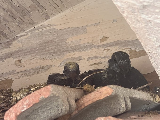 Baby pigeons are real yall... https://t.co/gcV8SfgSdA<a href="/tag/clip"class="tags"><span>#clip</span></a>