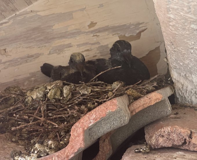 Baby pigeons are real yall... https://t.co/gcV8SfgSdA<a href="/tag/clip"class="tags"><span>#clip</span></a>