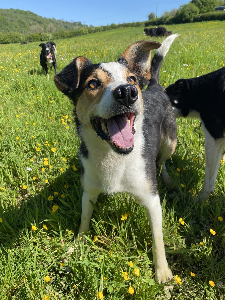 PETAL is just the most beautiful and lovely girl. She was named by the lovely @JaneFallon 😍 She's awaiting her forever home and is going to be absolutely adored when she eventually finds her forever family.