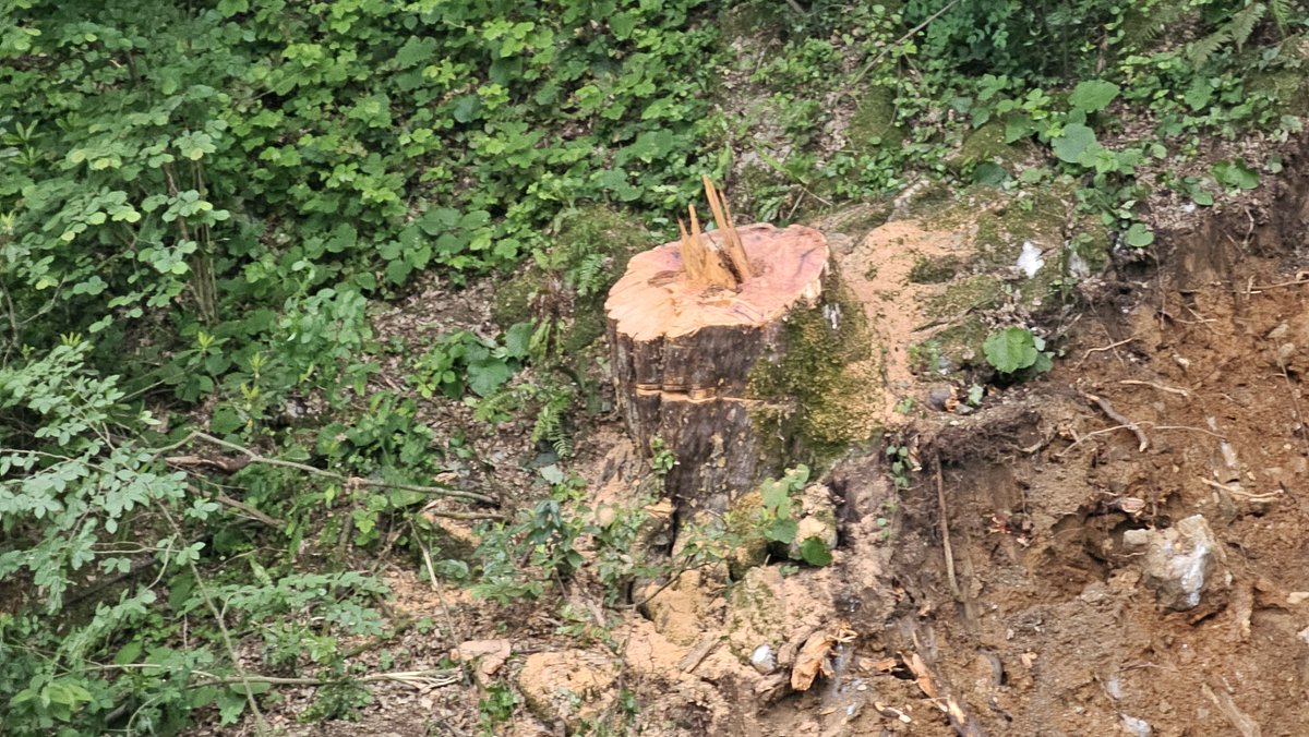 Zonguldak'ta bir şahsın evine giderken ormanda ağaç kesildiğini görerek ihbarda bulunmasının ardından ağacın, 1183 yaşında bir porsuk ağacı olduğu ortaya çıktı.