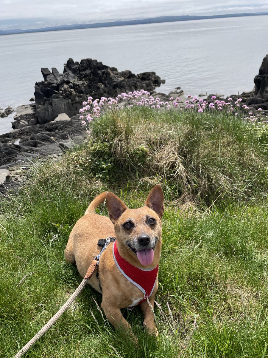 Lovely stroll along the shore walk Moville today with #Rubybeag  @welovedonegal⁩ ⁦@ThePhotoHour⁩ ⁦@DiscoverDonegal⁩ ⁦@DiscoverIreland⁩ #Donegal #Grateful