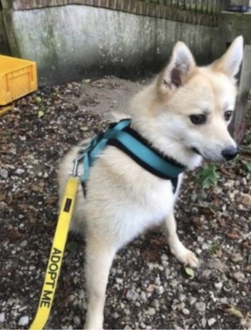 #StolenDogHour SILK missing since 21/7/17 #Highdown #WestSussex #BN12 Female #Husky x #Pomeranian fawn/cream adult CHIPPED & SPAYED rehomed from rescue/getting her in car backed out of her harness & RAN OFF TOWARDS #Worthing VERY NERVOUS doglost.co.uk/dog-blog.php?d…
