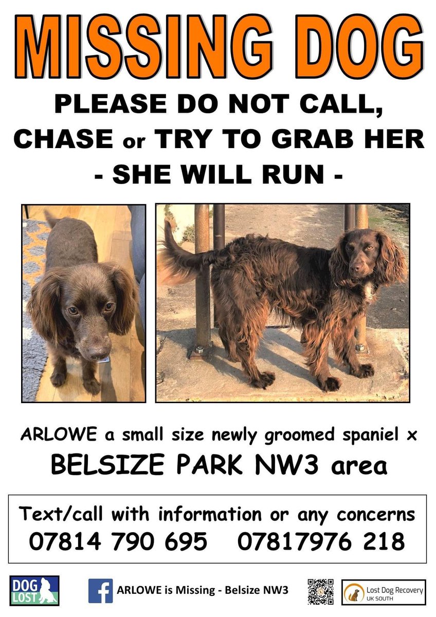 #StolenDogHour ARLOWE MISSING TWO YEARS 13/5/24 escaped groomers. This poor girl must of been so very scared Last spotted #HampsteadHeath running onto tracks - network rail were contacted but no news. Now though #Theftbyfinding #NW3 Chipped/spayed doglost.co.uk/dog-blog.php?d…