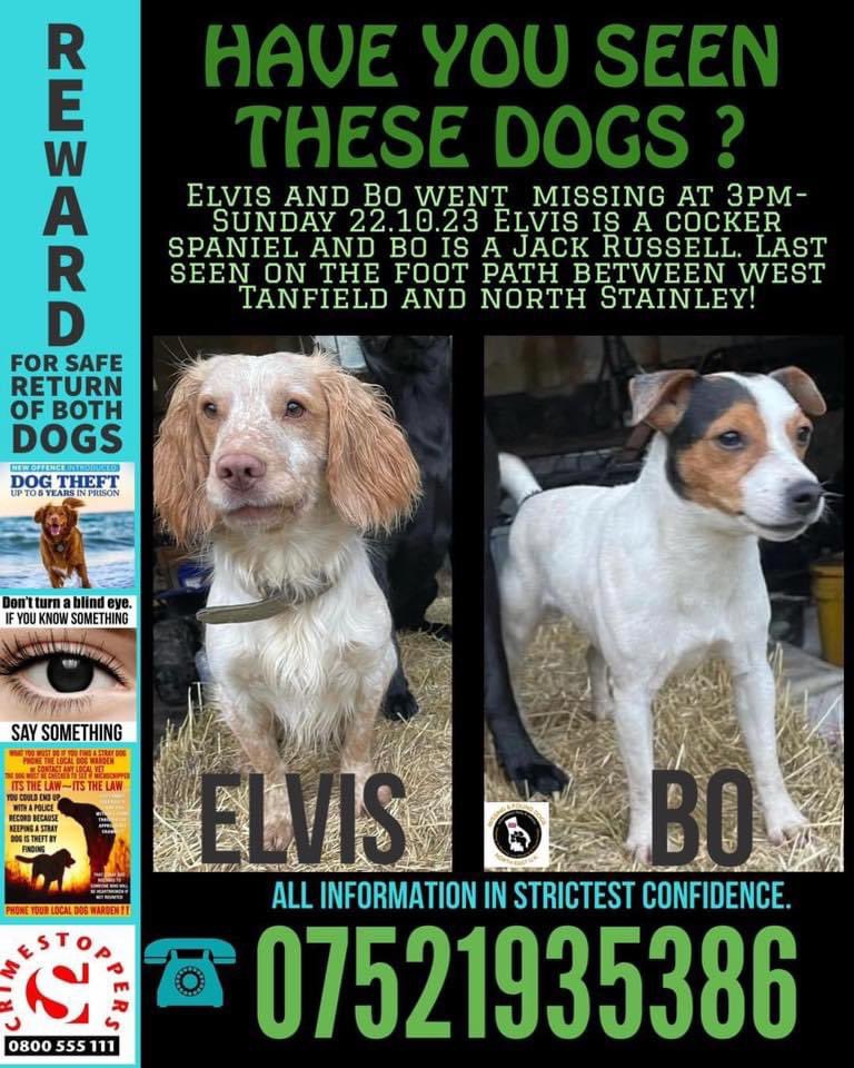 #StolenDogHour ELVIS & BOW “I will find you If anyone knows anything pls tell us Even if it’s to put our minds at ease! These dogs mean the world to me and I know they are out there somewhere 💔 Pls keep sharing !!” #WestTanfield / #NorthStainley @juliagarland73 @RachaelB100