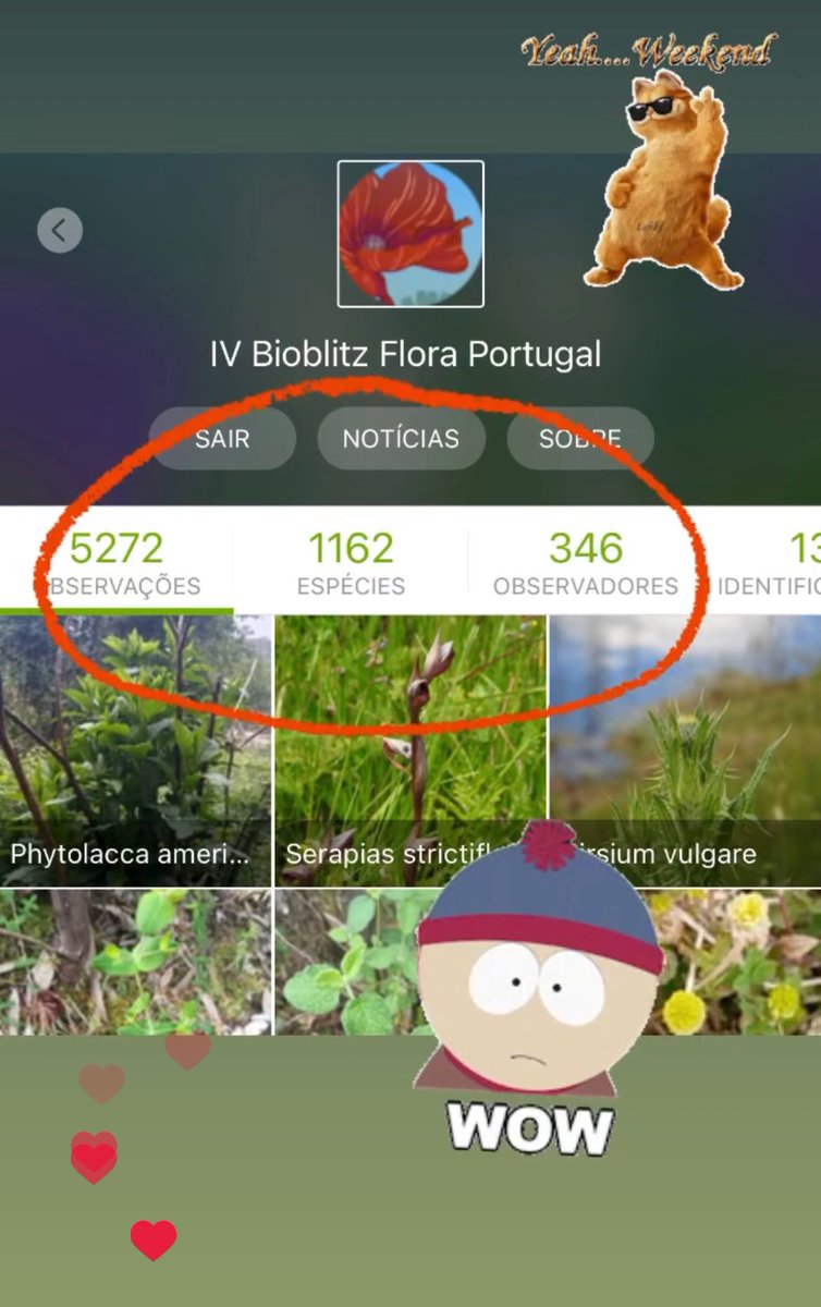 OMG o projeto #ivbioblitzfloraportugal está já nas 5272 observações de 1162 espécies da #flora !!! #botanyisnotdead #botanyisalive