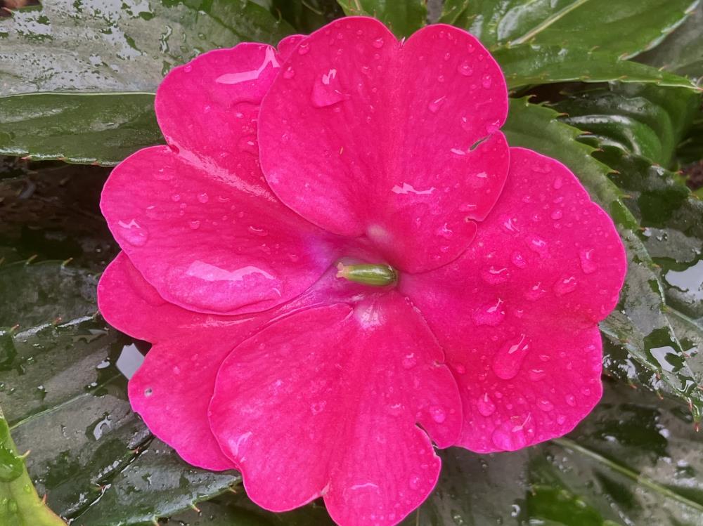 ★ おはようございます 今週は雨のスタートですが 今日だけのようなので 無理せず今日も頑張っぺ 😆