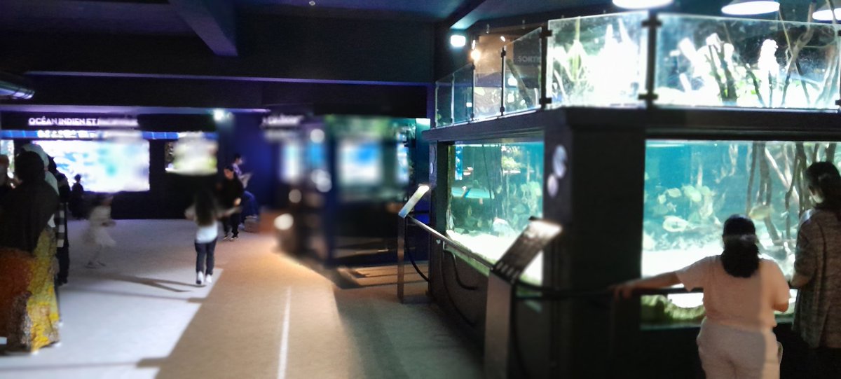 Visite de l'aquarium du <a href="/Palaisptedoree/">Palais de la Porte Dorée</a> ! Une première pour moi et j'ai eu beaucoup de plaisir à le découvrir ! Merci pour cet aquarium magnifique 🐢🪸🪼
